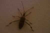 Leptoglossus occidentalis