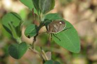 Chlorochroa pinicola