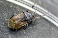 Drymus sylvaticus