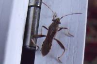 Camptopus lateralis