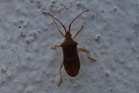 Gonocerus acuteangulatus