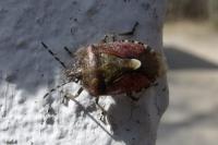 Dolycoris baccarum