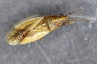 Cymus glandicolor