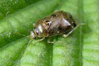 Deraeocoris lutescens
