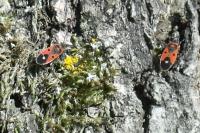 Melanocoryphus albomaculatus