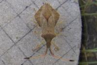 Syromastus rhombeus