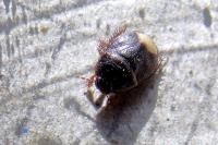Microporus nigrita