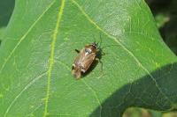 Harpocera thoracica