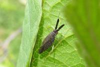 Heterotoma planicornis