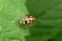 Liocoris tripustulatus