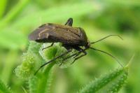 Polymerus nigrita