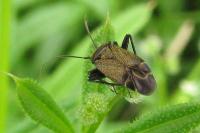 Polymerus nigrita