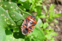 Eurydema ornata