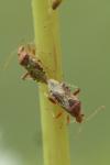 Rhopalus subrufus