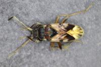 Scolopostethus thomsoni
