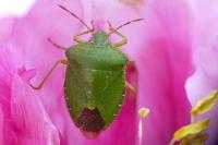 Palomena prasina