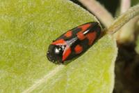 Cercopis vulnerata