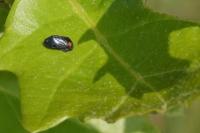 Penthimia nigra