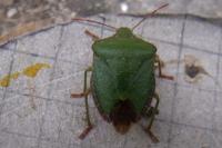 Palomena prasina