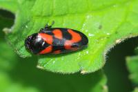Cercopis vulnerata