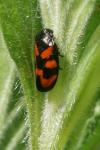 Cercopis vulnerata