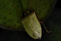 Nezara viridula