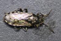 Heterogaster urticae