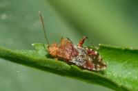 Rhopalus subrufus