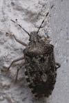 Rhaphigaster nebulosa