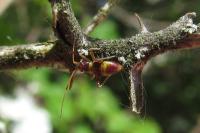 Closterotomus fulvomaculatus