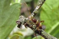 Closterotomus fulvomaculatus