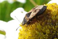 Trapezonotus ullrichi
