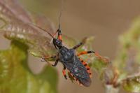 Rhynocoris annulatus
