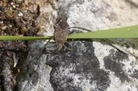 Ceraleptus gracilicornis