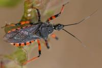 Rhynocoris annulatus