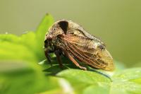 Centrotus cornutus