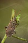 Ceraleptus gracilicornis