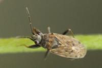 Peritrechus gracilicornis