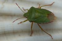 Palomena prasina