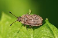 Bathysolen nubilus