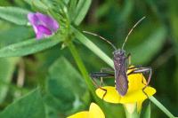Camptopus lateralis
