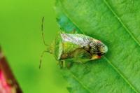 Elasmostethus