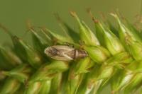 Cymus glandicolor