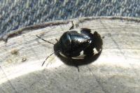 Tritomegas sexmaculatus