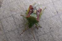 Cyphostethus tristriatus