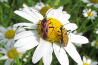 Calocoris nemoralis