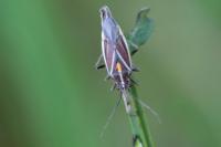 Horistus orientalis