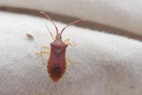 Gonocerus acuteangulatus