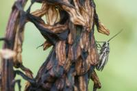 Horistus orientalis