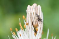 Horistus orientalis